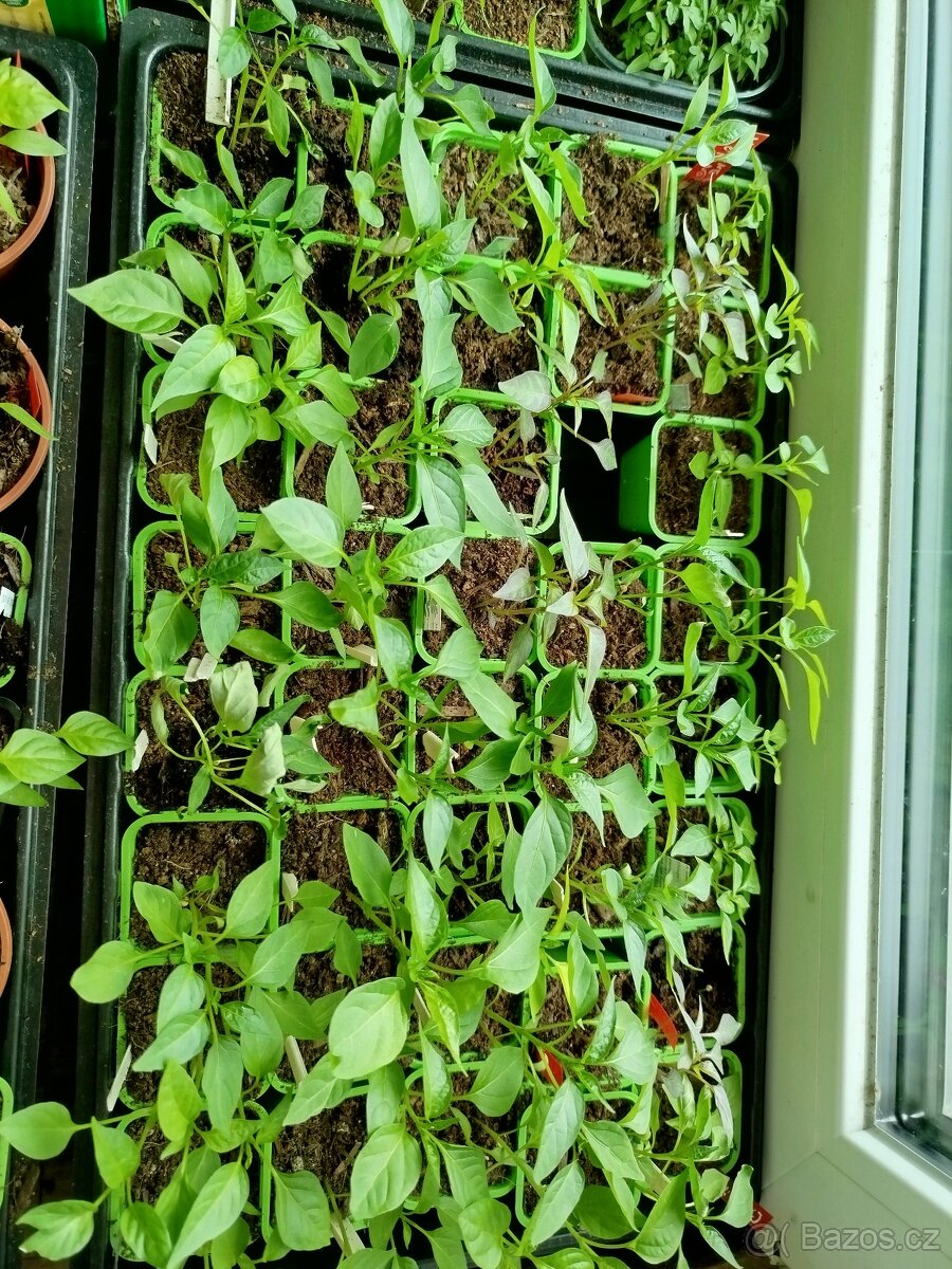 Sazenice chilli