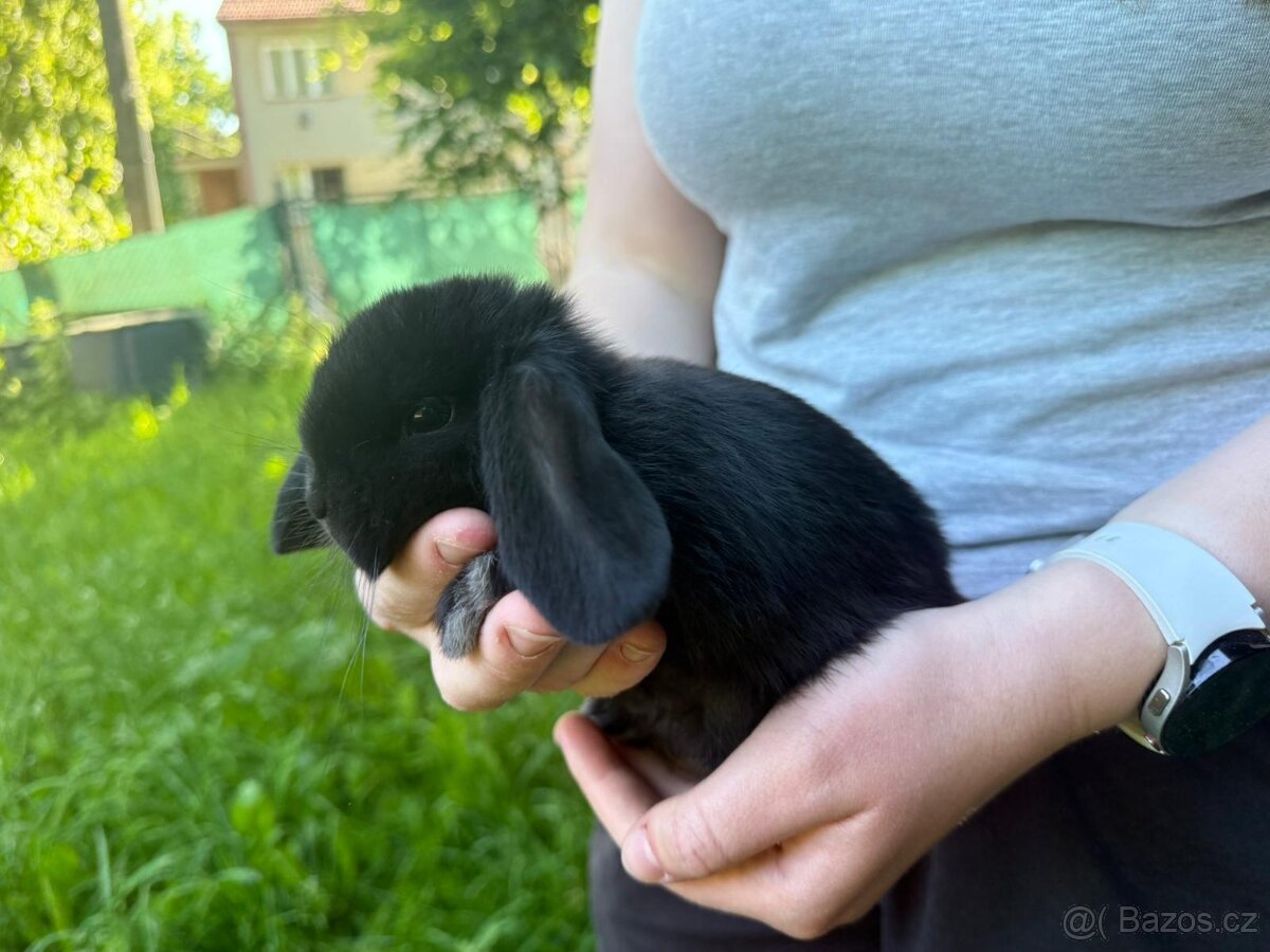 Prodám zakrslé beránky