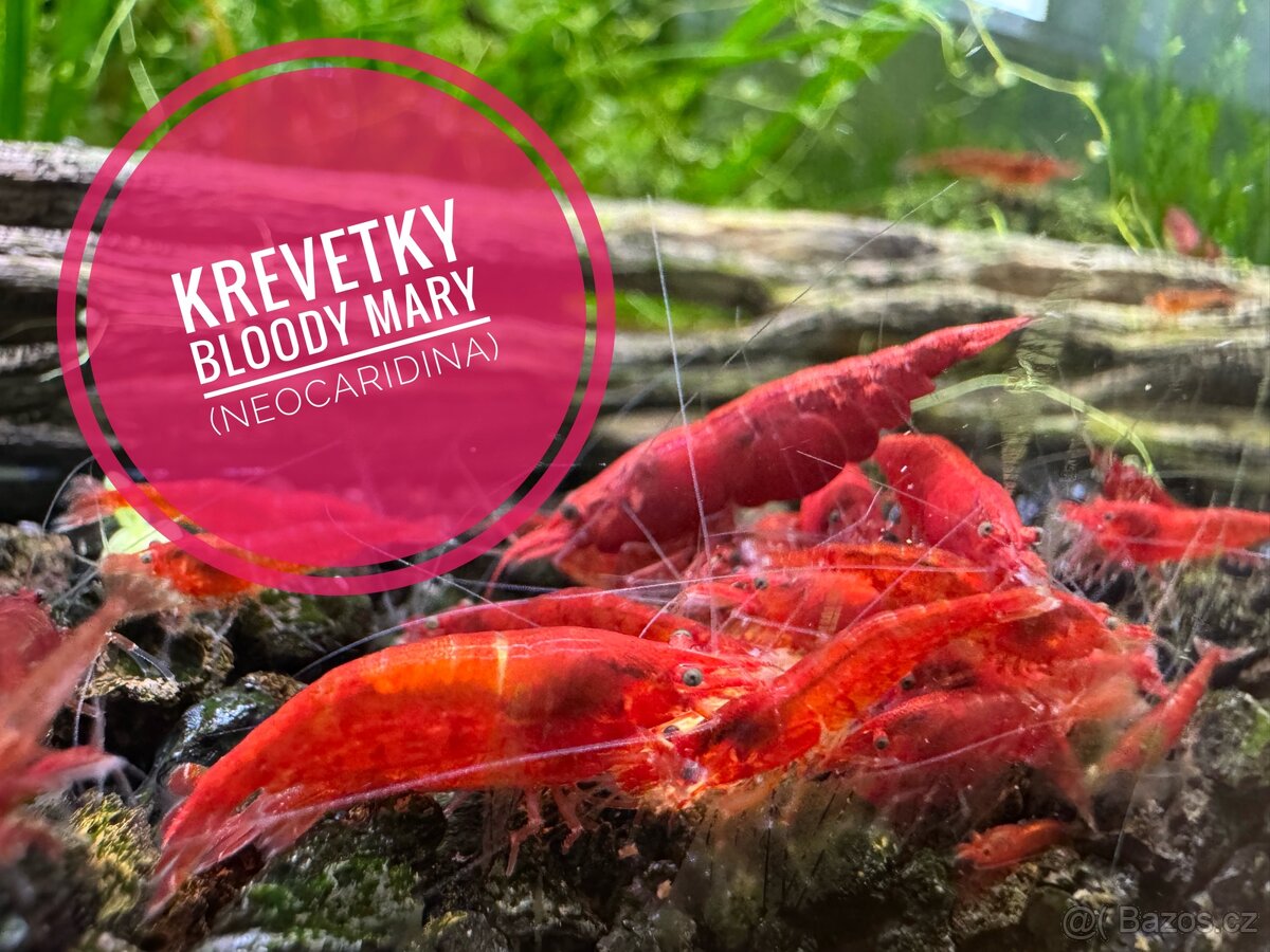 Krevetky Bloody Mary (neocaridina)