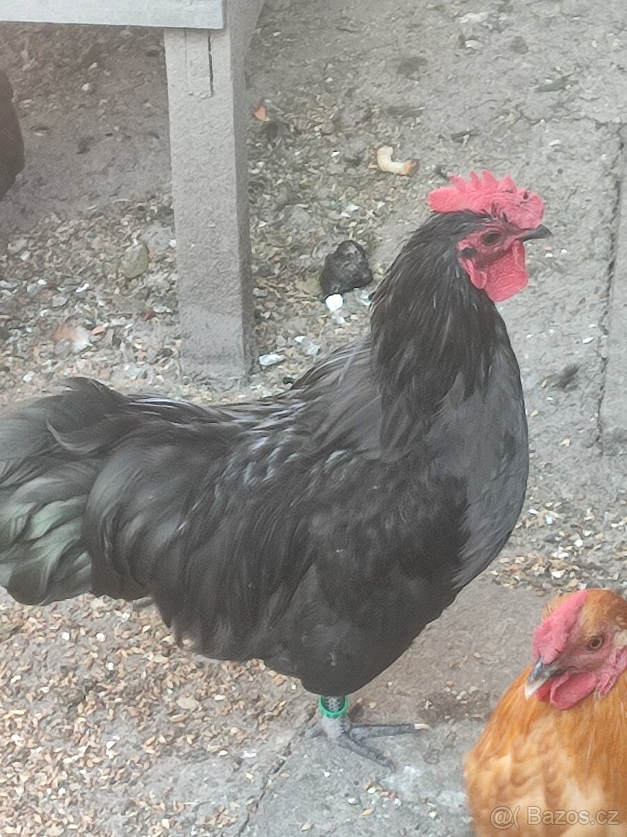 Kohouti
