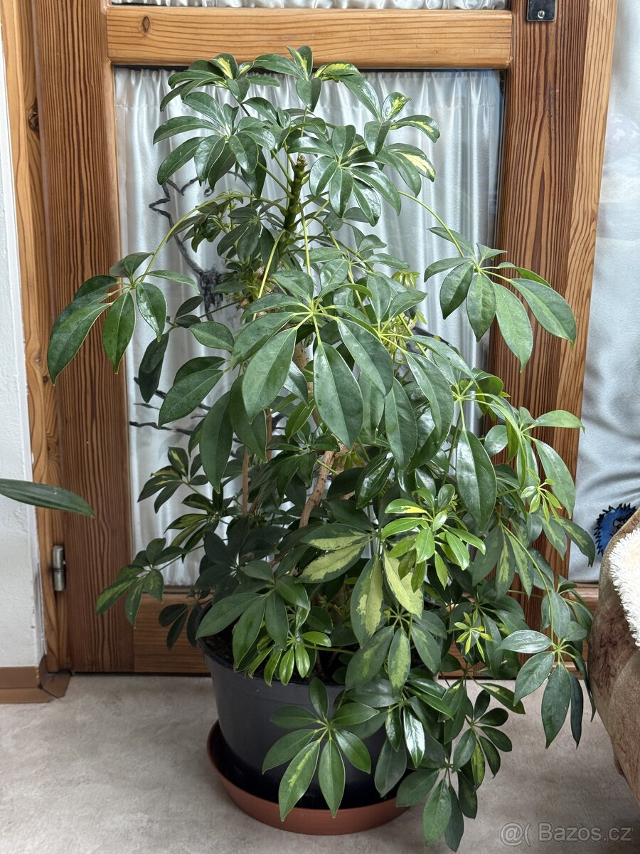 Šeflera - starší rostlina výška cca 80cm