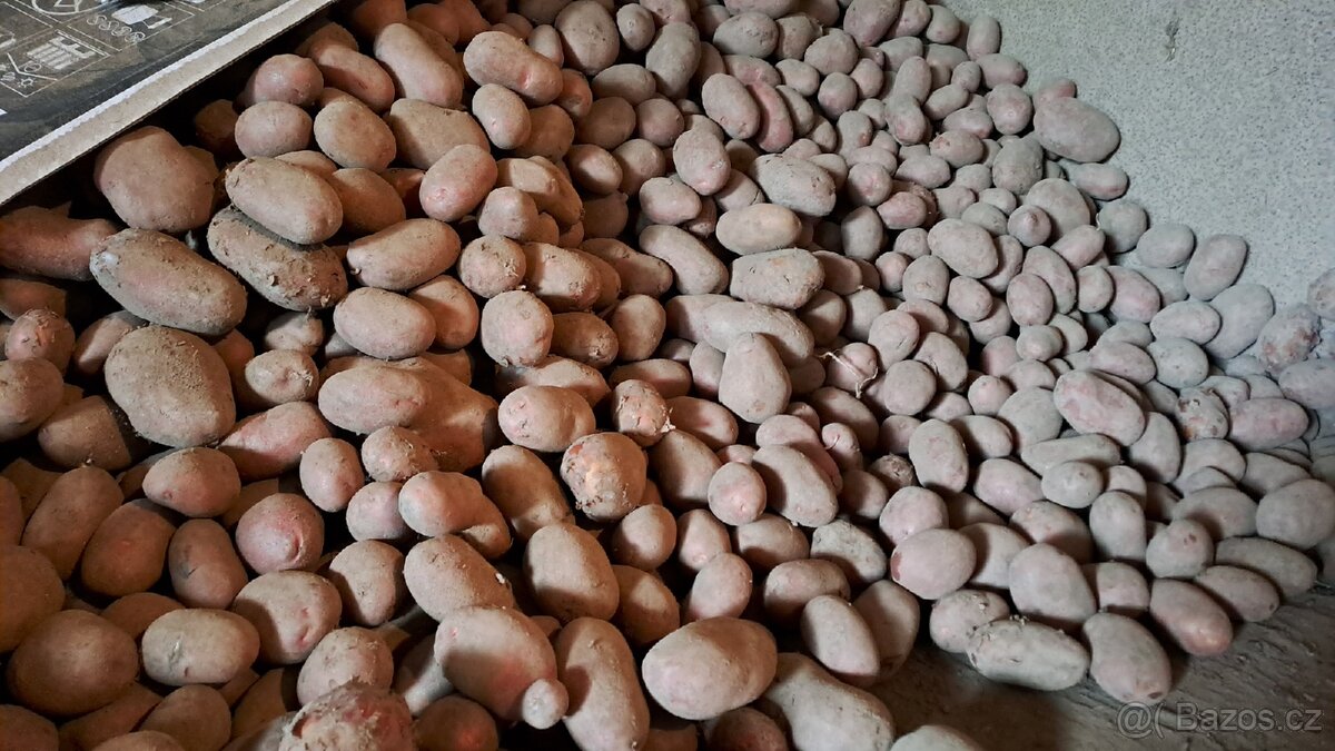 Brambory konzumní a odpad