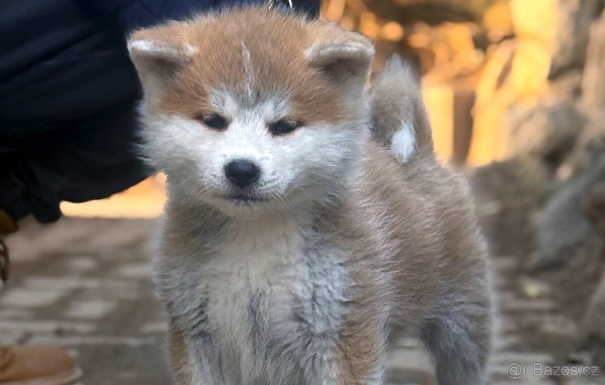 Akita Inu fenka s průkazem původu