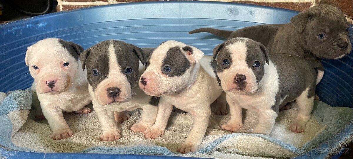 Americký stafordšírsky teriér