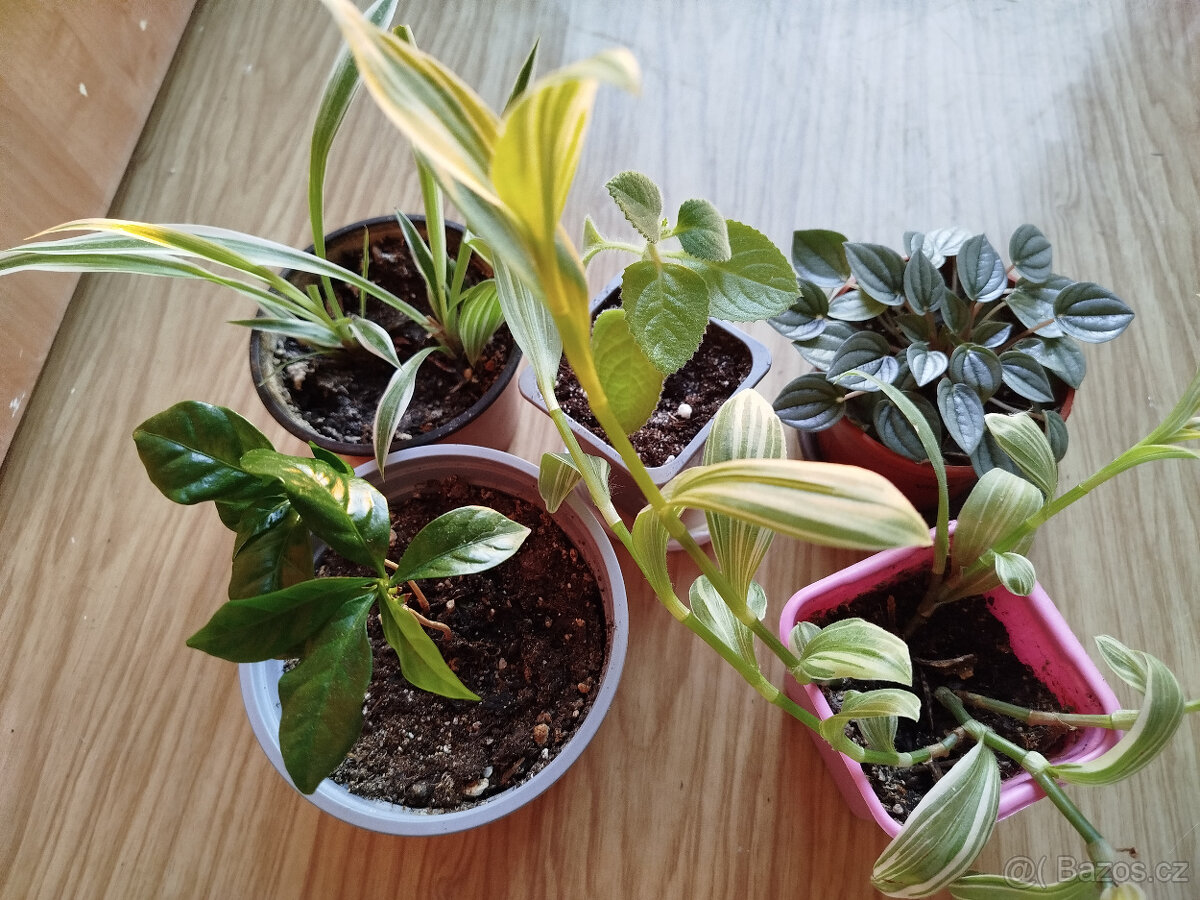 Mix pokojových rostlin 4