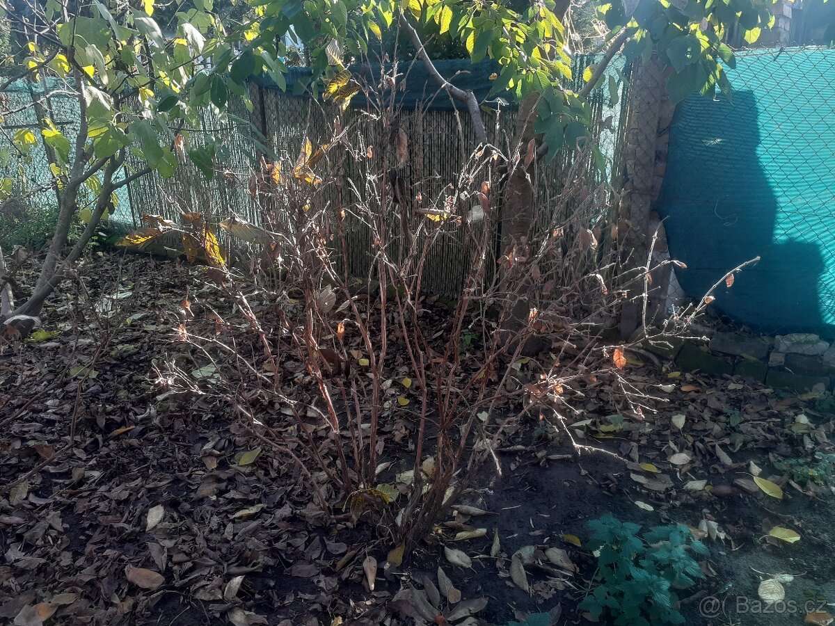 Zimolez, kamčatská borůvka