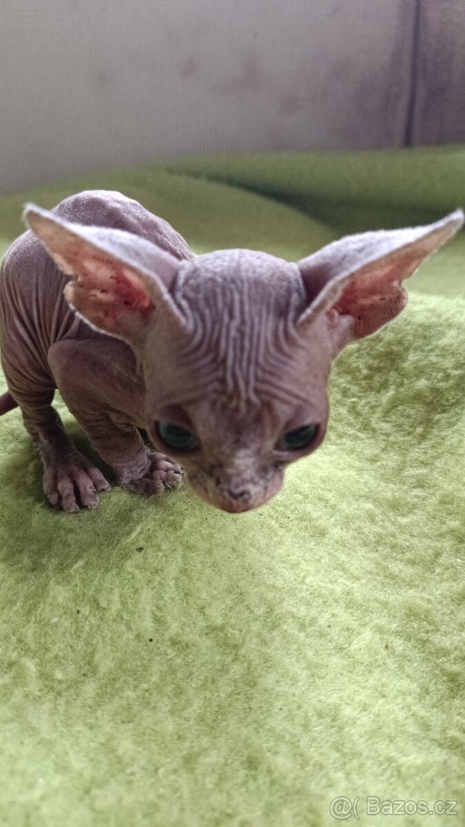 Sphynx bez PP