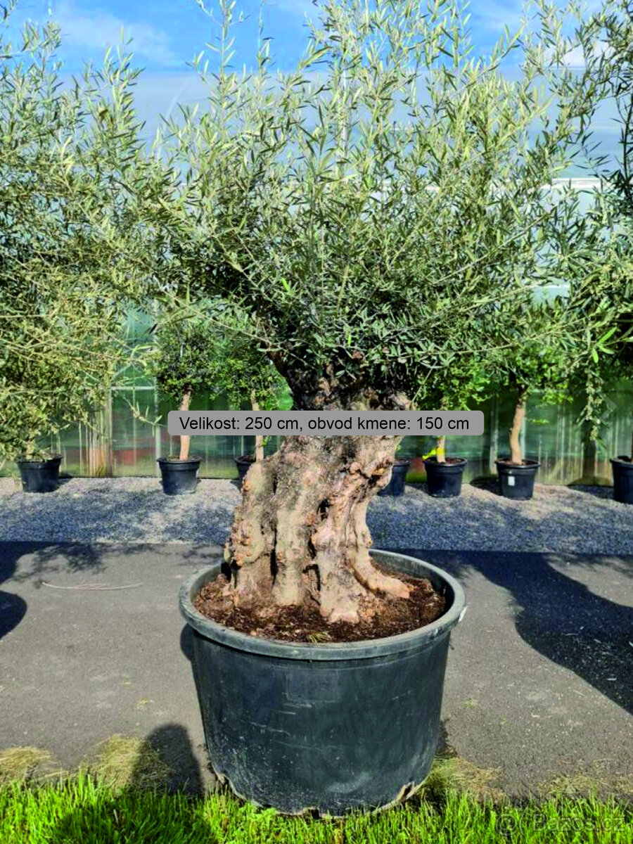 Olea Europea Bonsai - Olivovník Evropský Bonsaj 250/150cm