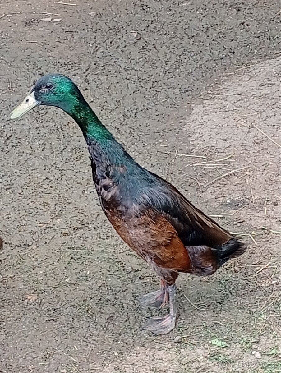 Indický běžec