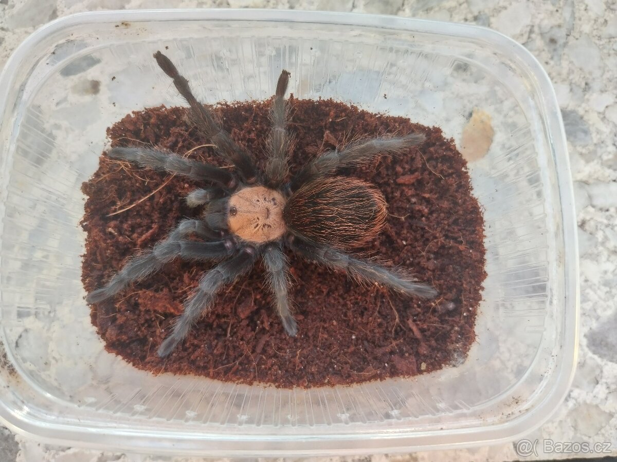 Sklípkan Brachypelma albiceps - samička