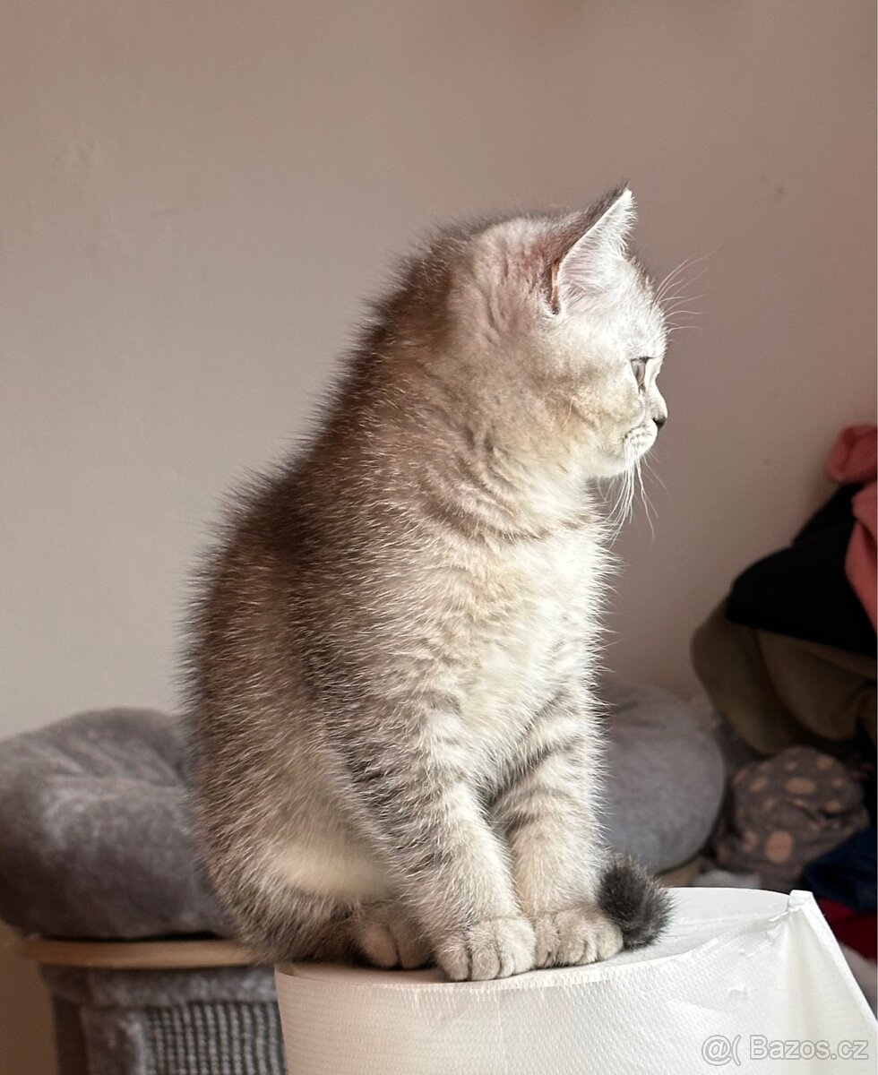 Britská čistokrevná koťata (=^‥^=)