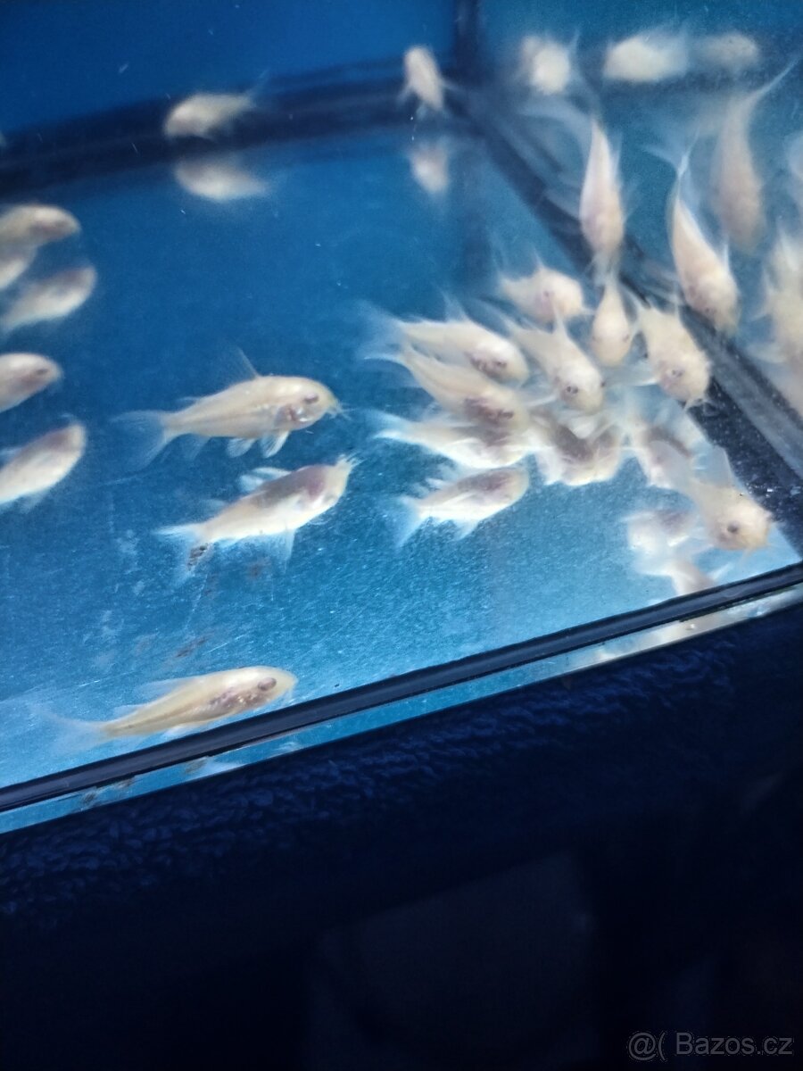 Panceřníček skvrnitý albin