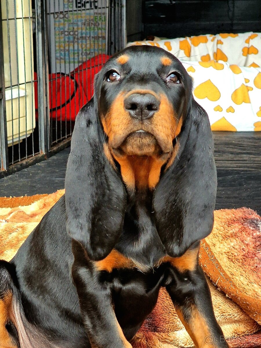 Black and Tan Coonhound