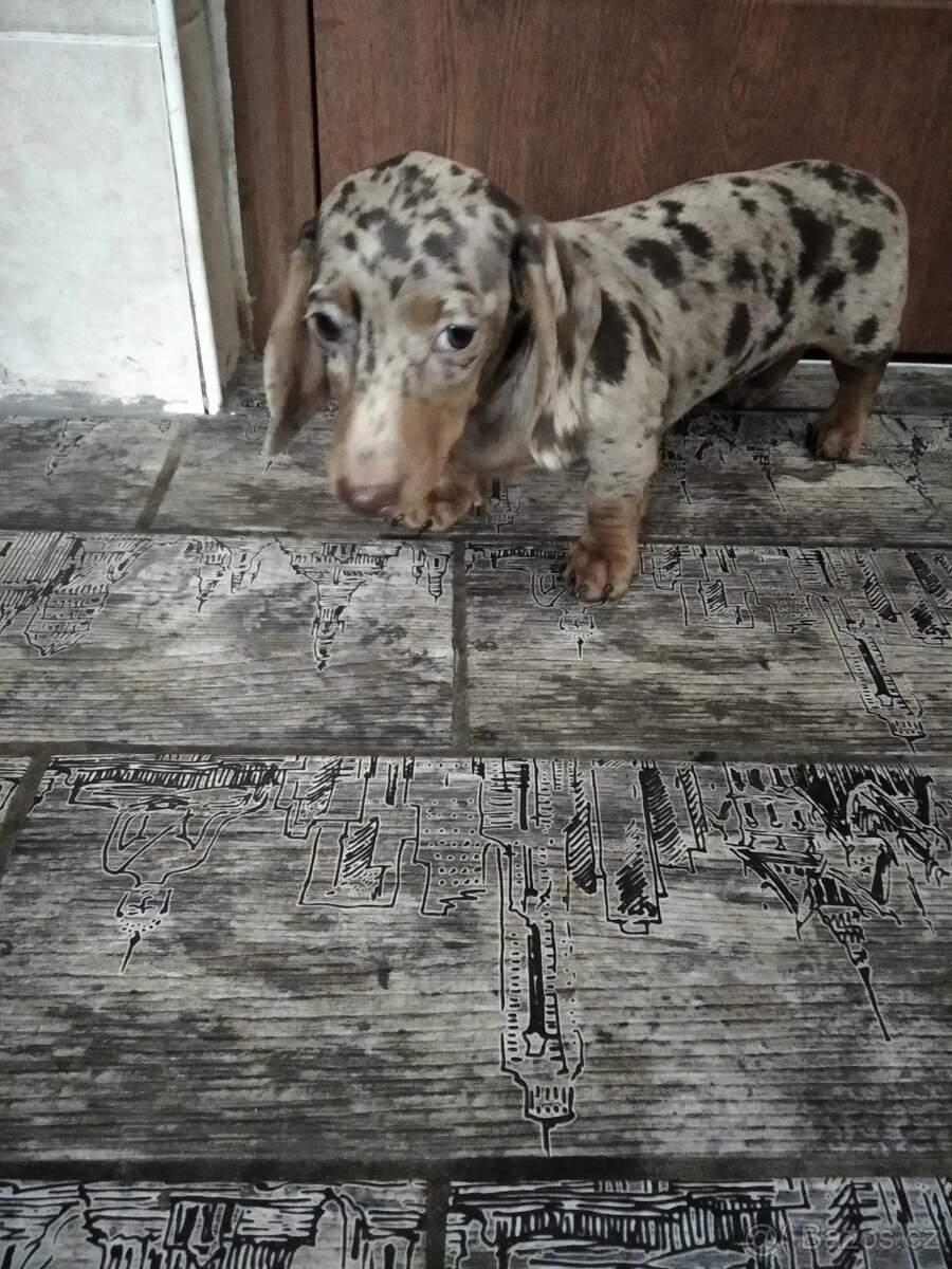 Jezevčík trpasličí