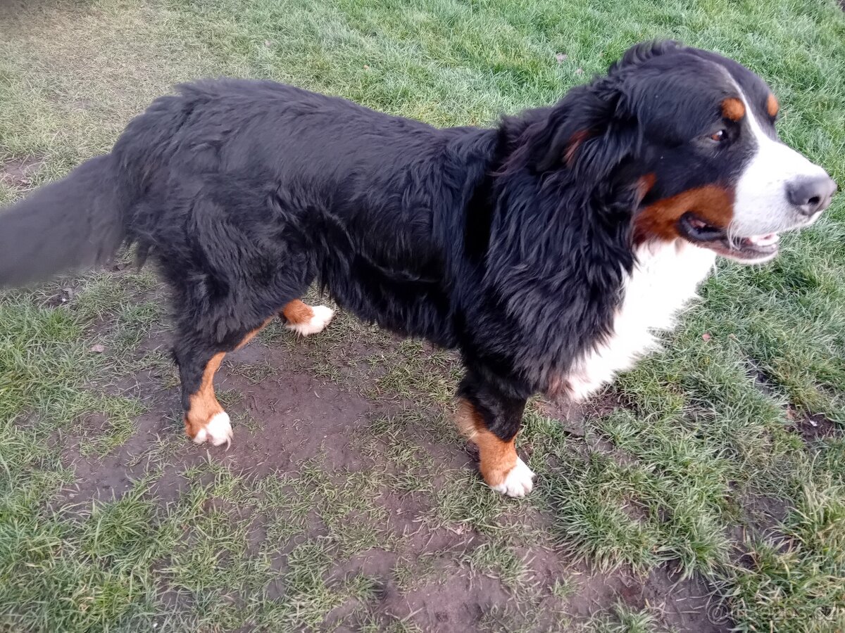 Bernský salašnický pes - krytí