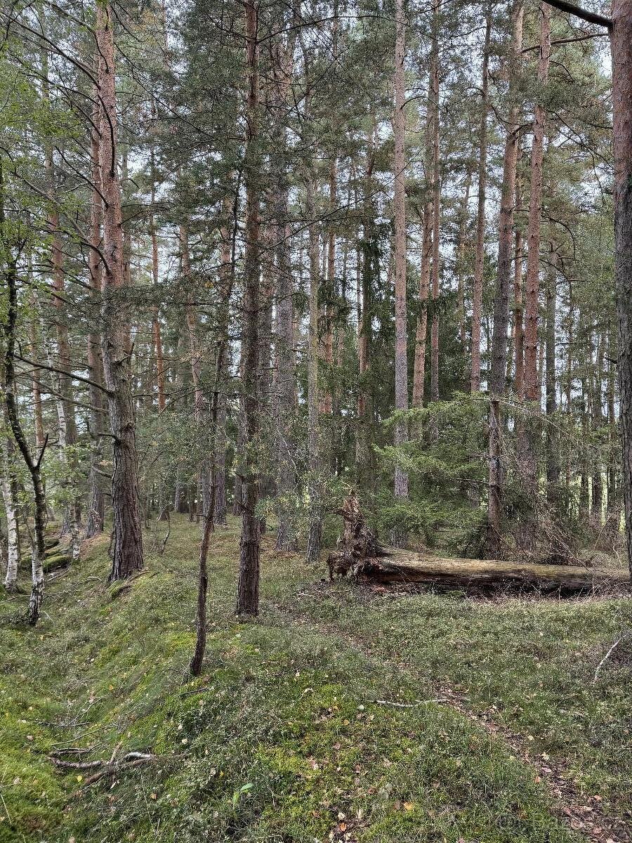 Prodám pozemky v k.ú. Mohuřice, p.č. 440 , 434/1 a 434/3