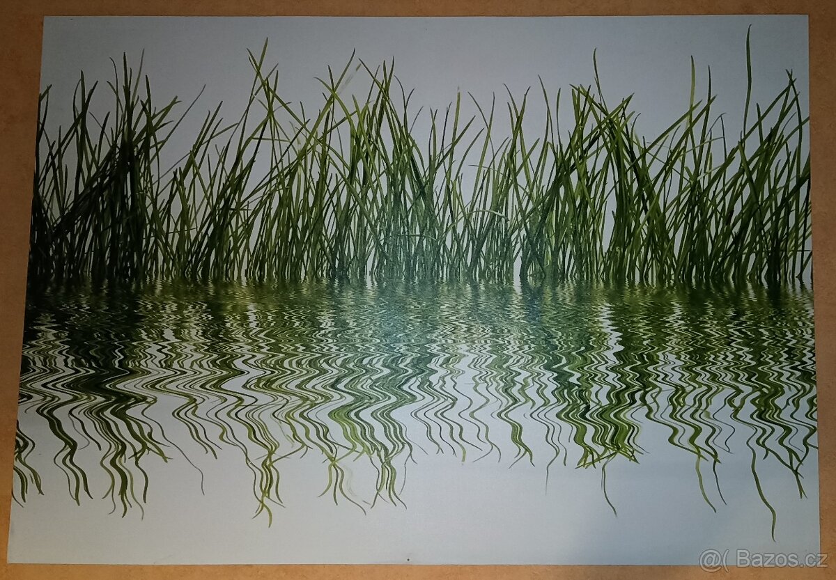 Obraz tráva, tisk na plátně