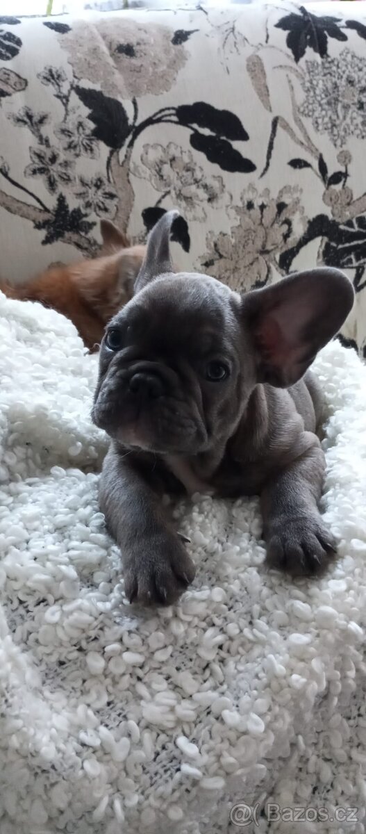Francouzský buldoček