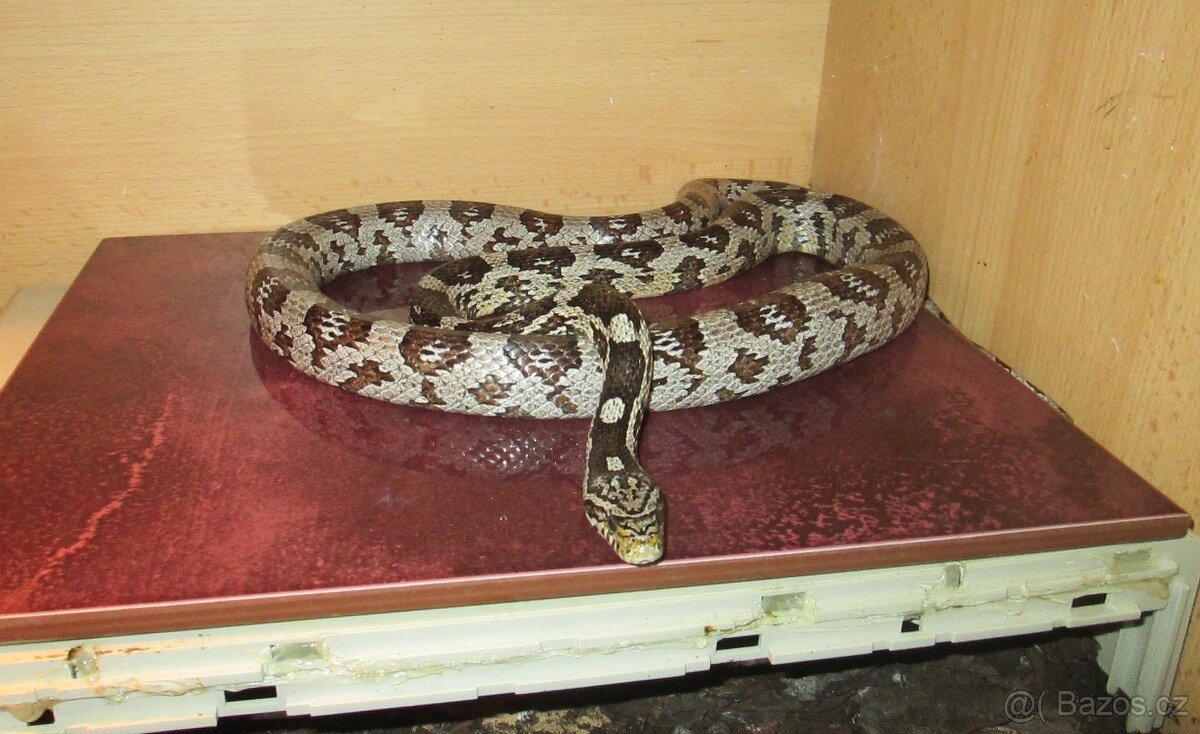 Užovka červená - samec