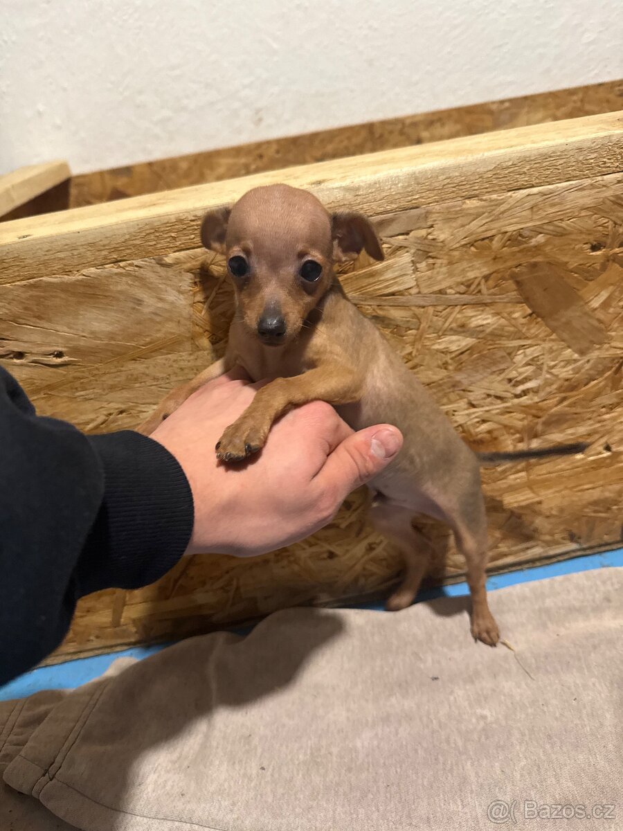 Pražský krysařík