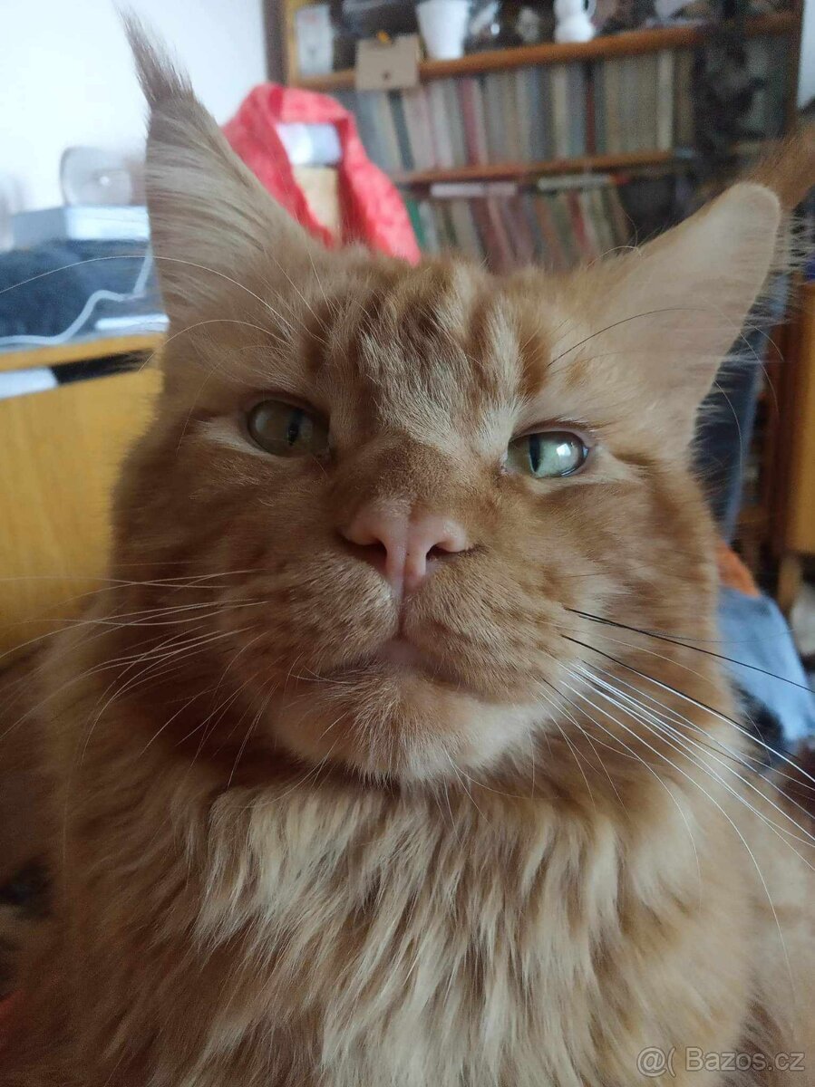 mainský kocour bez oo ke krytí