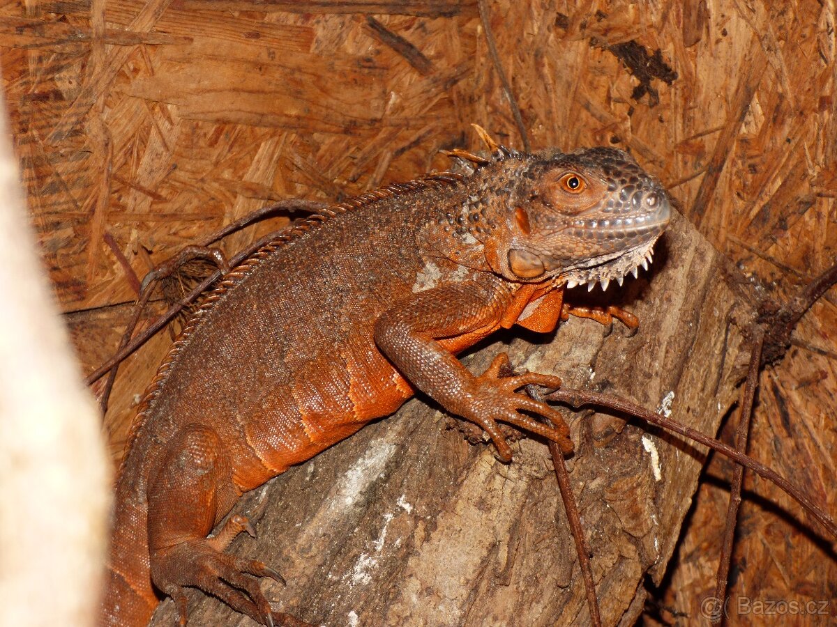 Červený leguán (Iguana iguana )