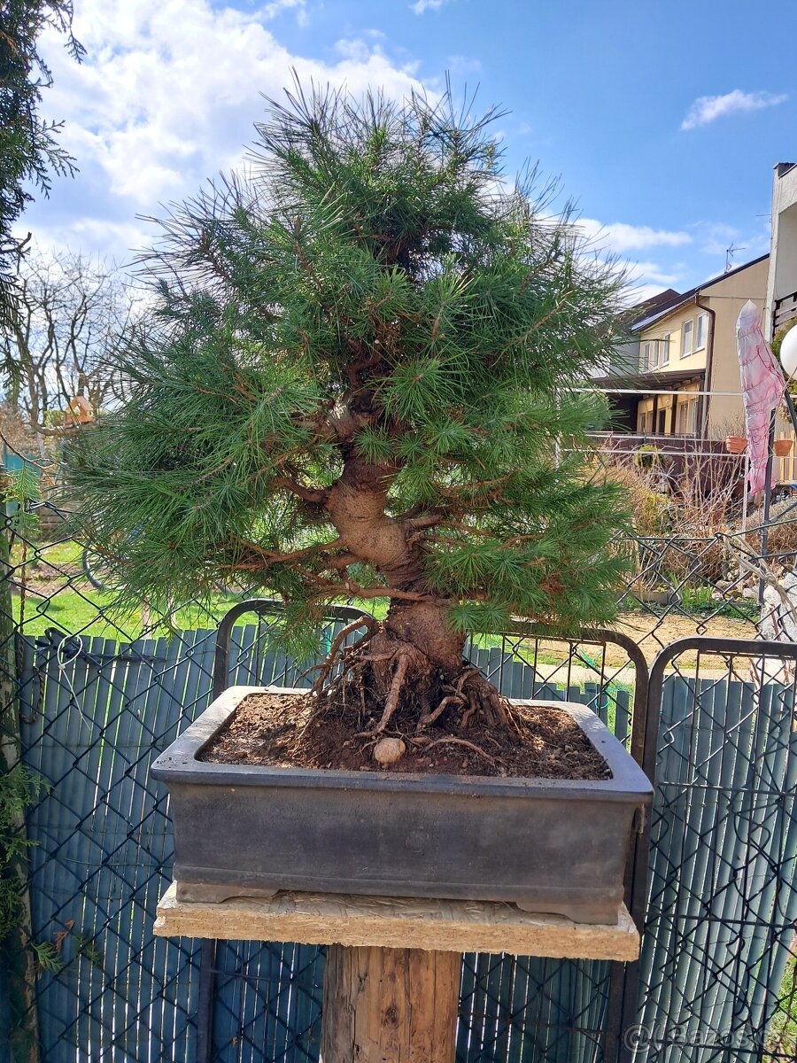 Bonsai,bonsaj Borovice