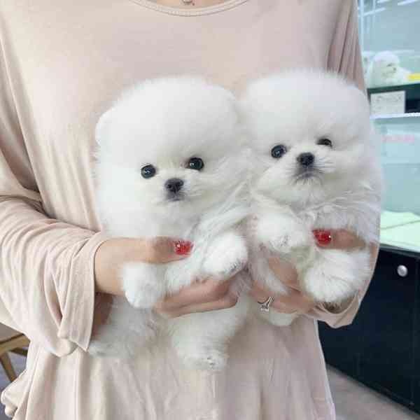 🧸 Nabízím krásné štěňátká Pomeranianu/Pomerian 🧸