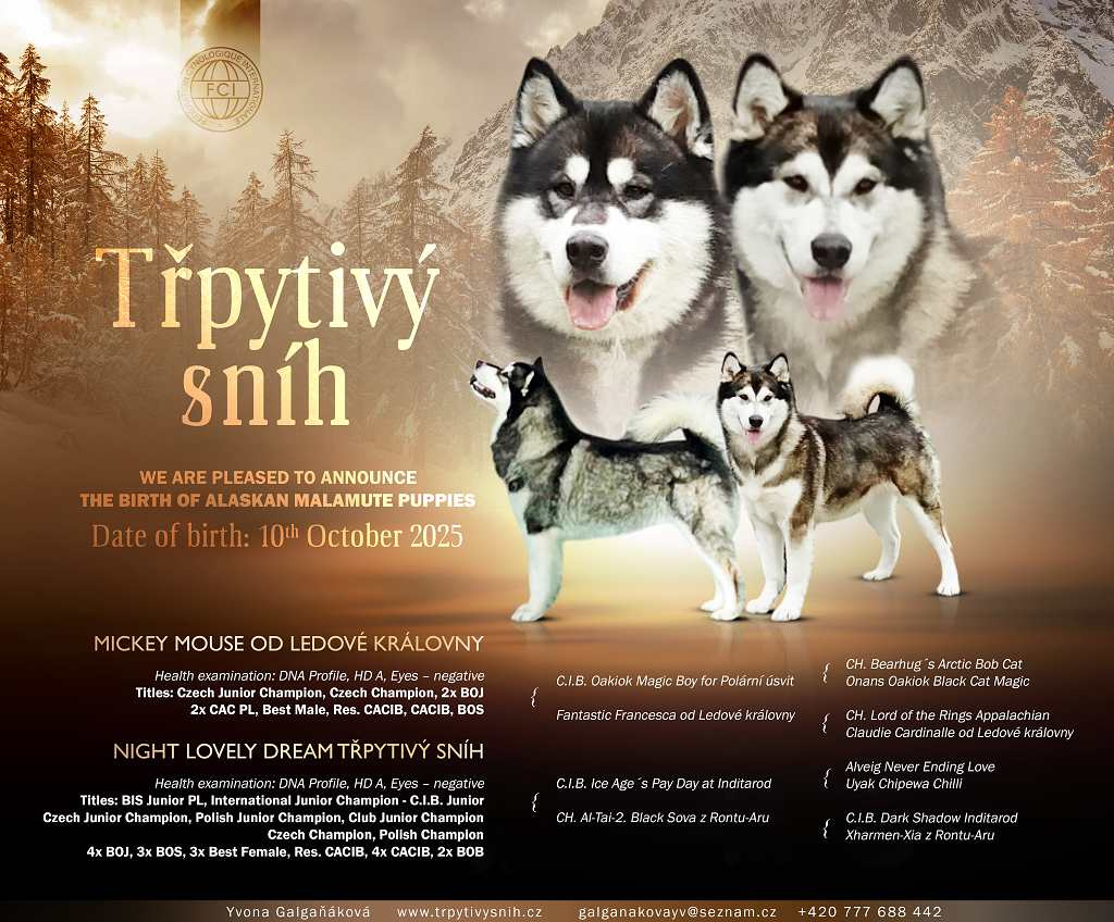 Aljašský malamut – štěňátka s PP