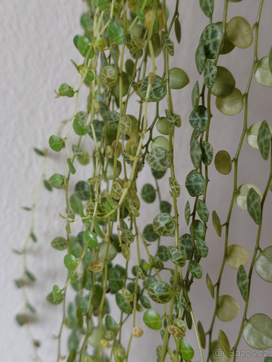 Peperomia prostrata "Želvičky"