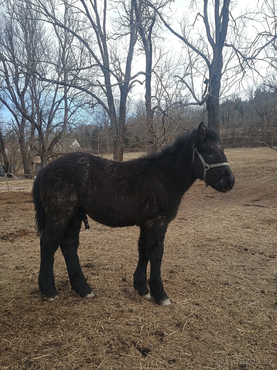 Percheron