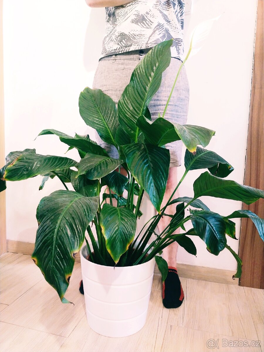 Obří Spathiphyllum / Lopatkovec 01