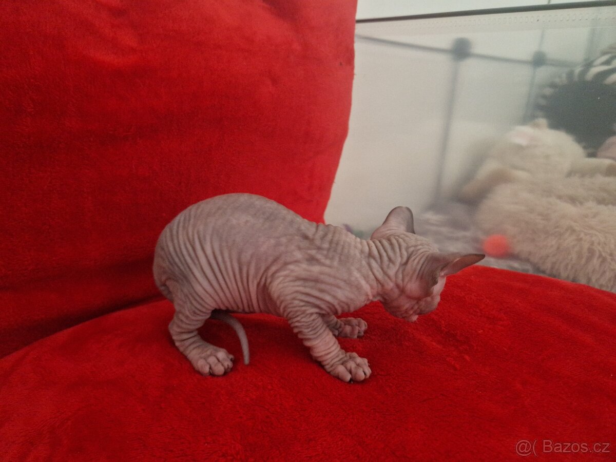 Kanadsky sphynx bez PP