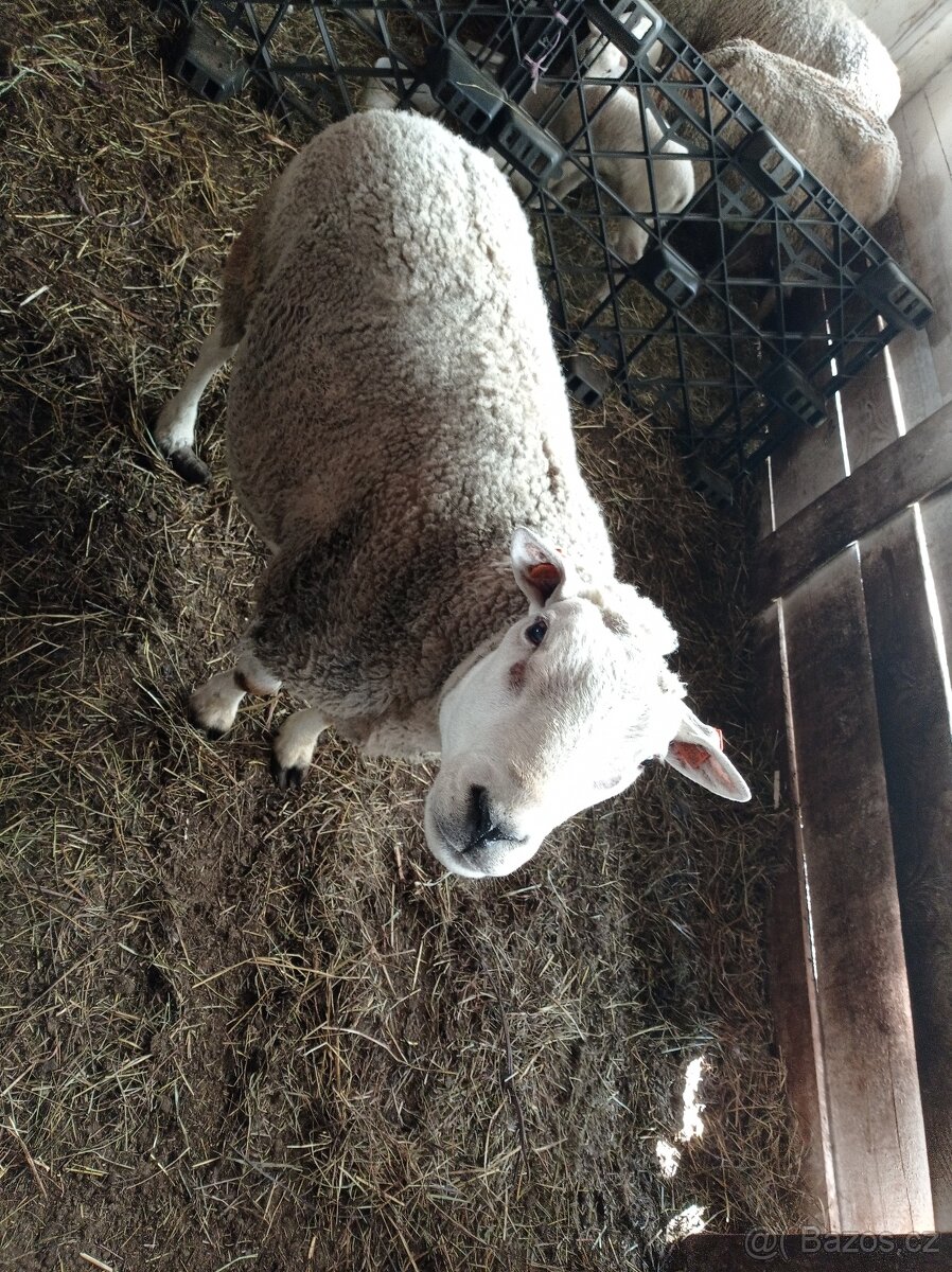 Plemenný beran texel