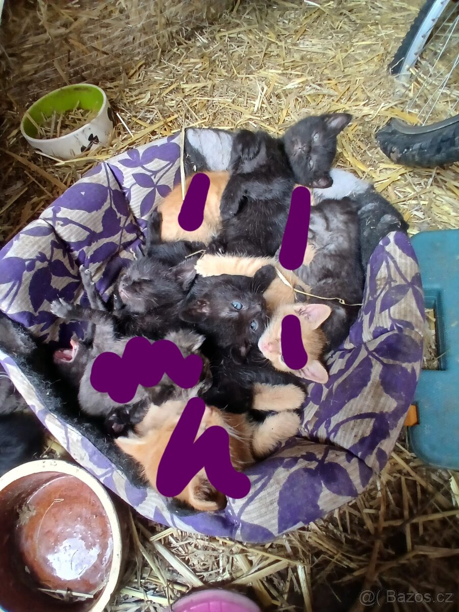 Koťata