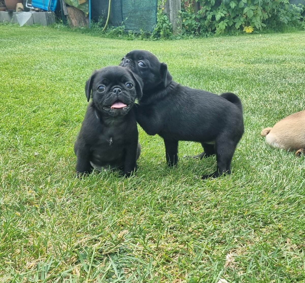 Mops