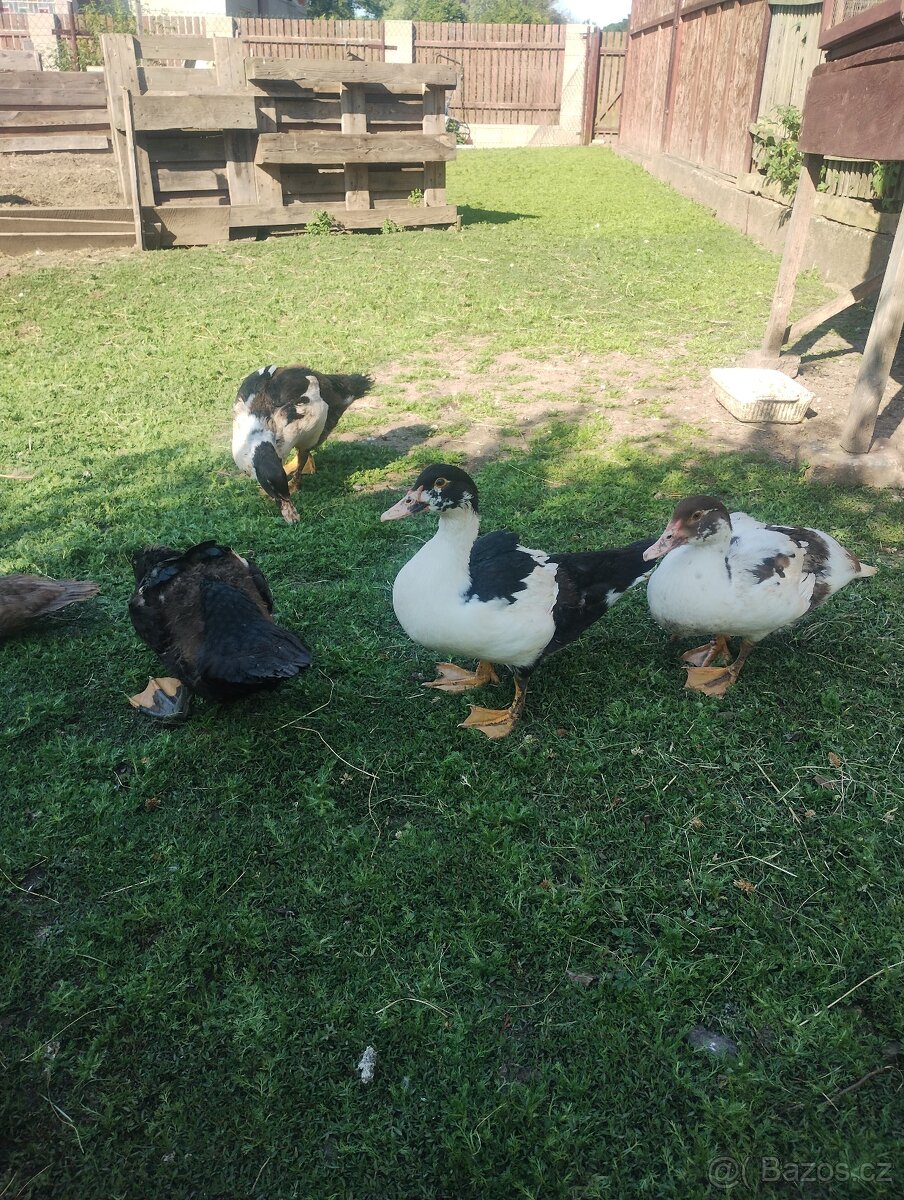 Kachna pižmová