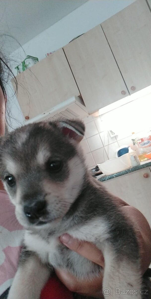 Štěně sibiřský husky
