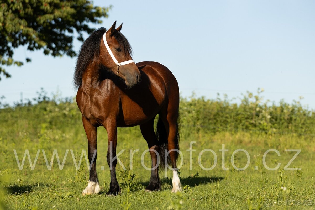 klisna Welsh pony of cob type