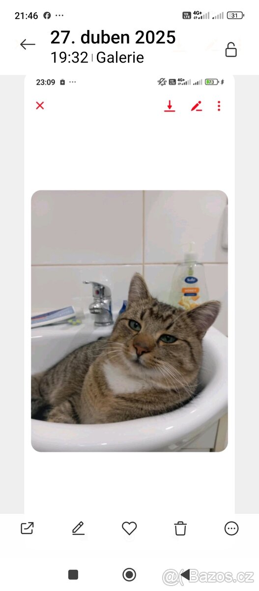 Krásný kocourek tygr s bílým