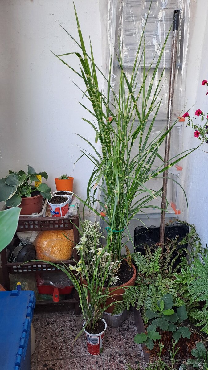 MISCANTHUS SINENSIS ZEBRINUS PRODÁM