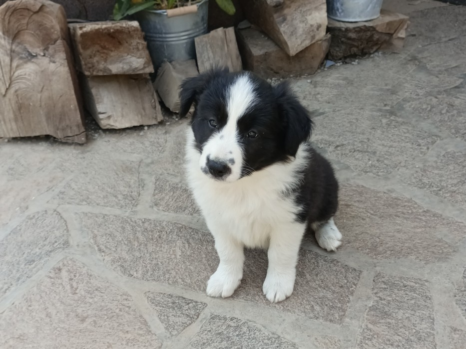 Border kolie