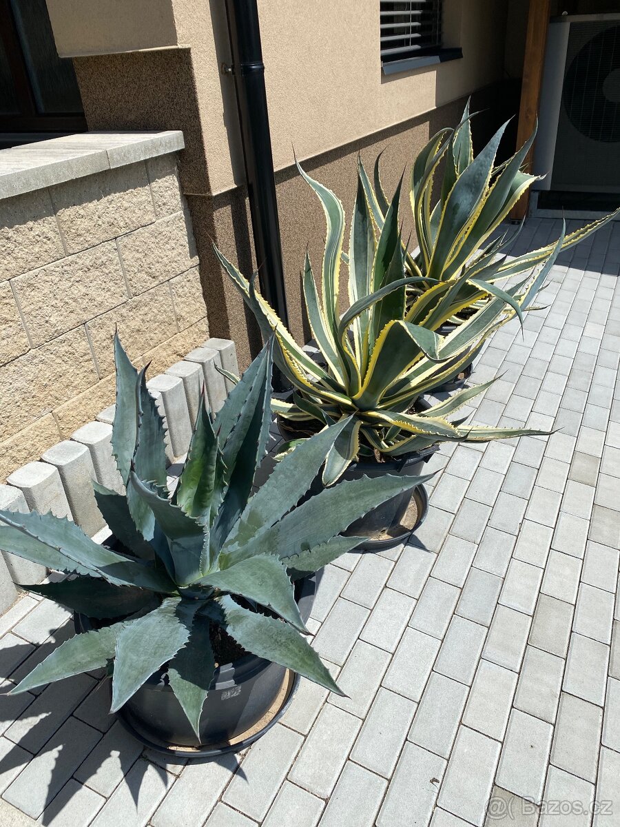 ALOE VERA