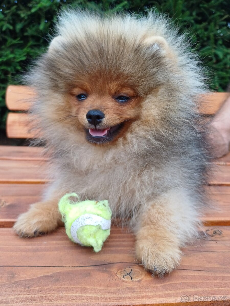 Pomeranian s PP