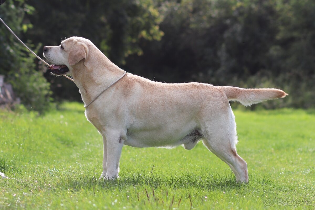 Labrador retriever s PP - Nabídka krytí