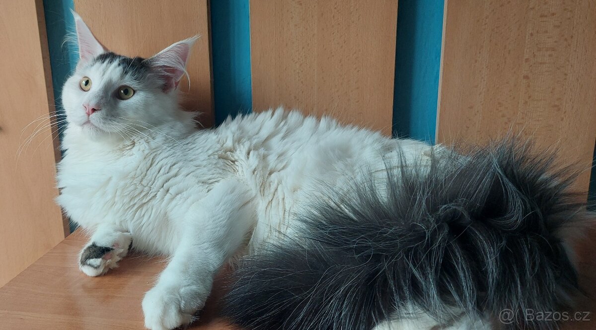 Mainska myvalia Mainne coon Mco