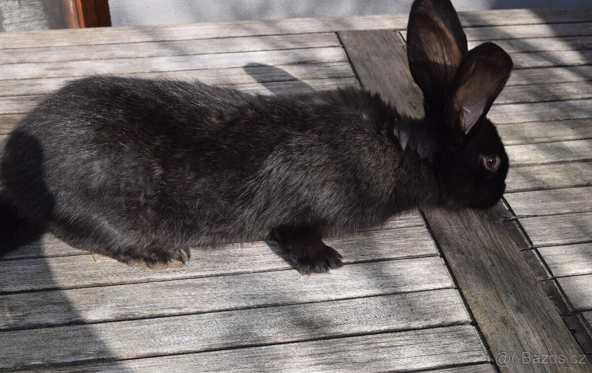 Německý obrovitý strakáč