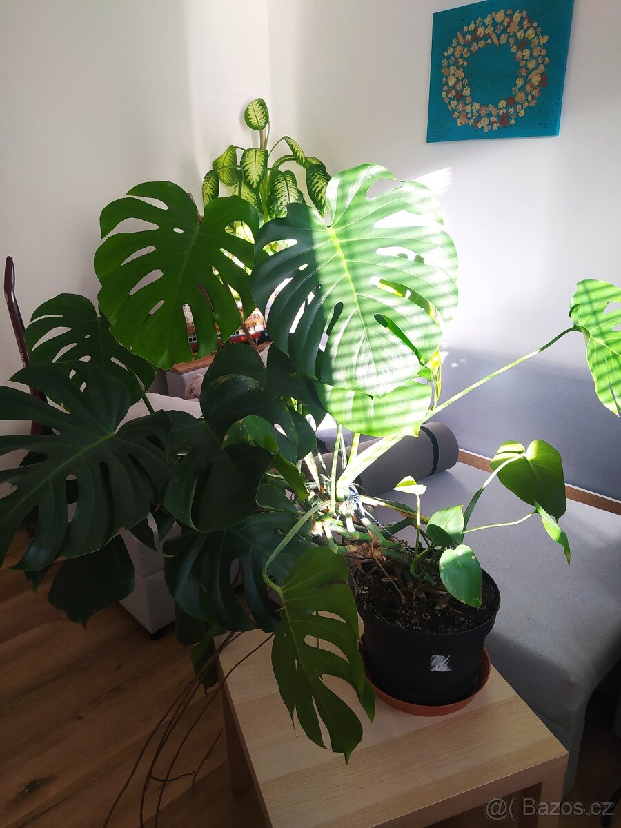 Pokojovka Monstera deliciosa
