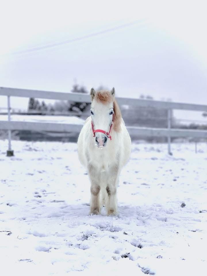 Kobylka s hříbátkem
