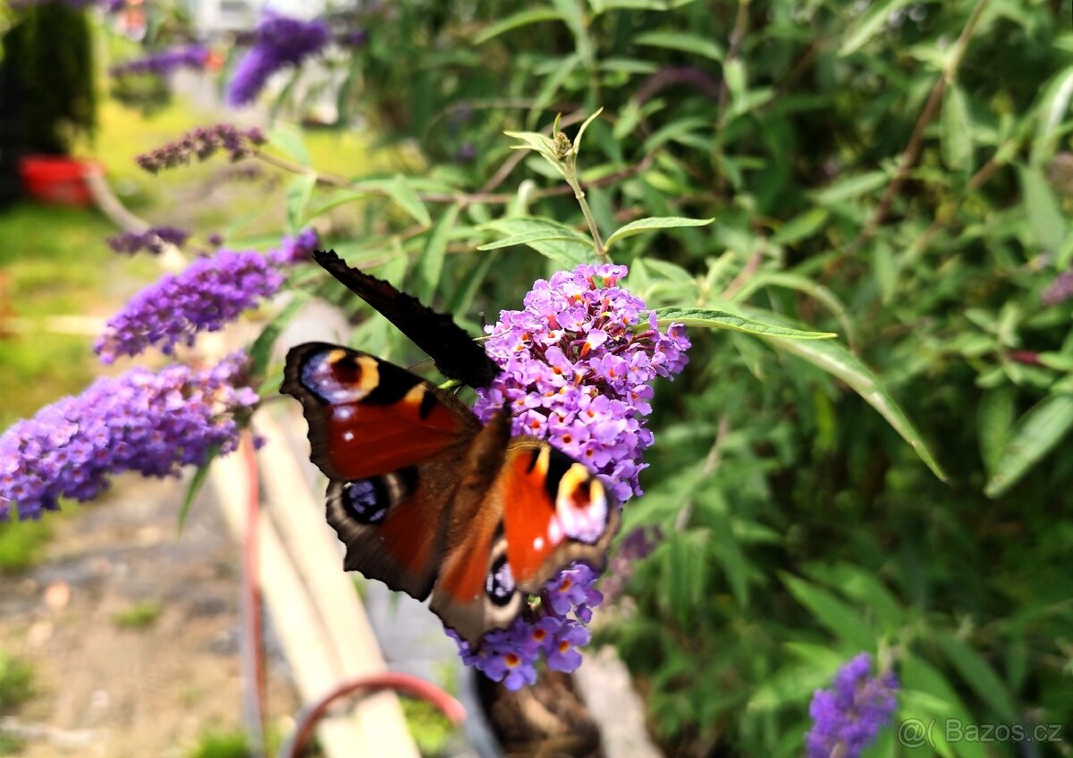 Motýli keř (různé druhy Barvy)
